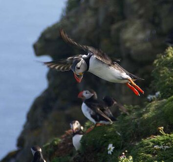 Puffins at Sumburgh Head