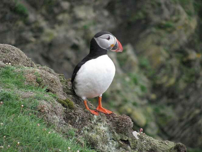 Puffin at Sumburgh Head