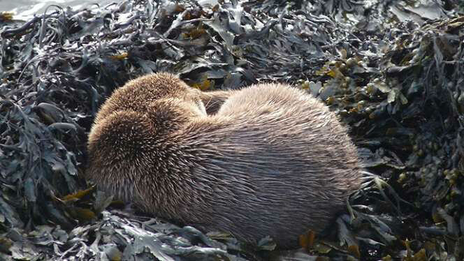 Otter at Overby