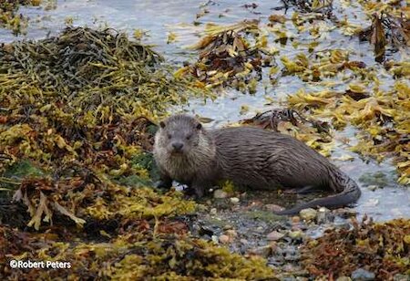 Otter at the lodge
