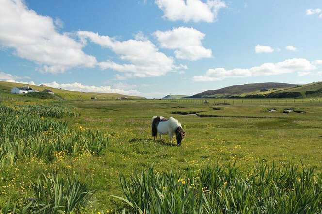 See Shetland ponies