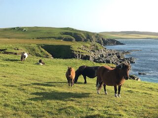 Coastal walking from North Booth with the ponies