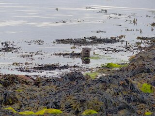 Otter Visiting Westing . Seals Please replace previous otter picture with this one