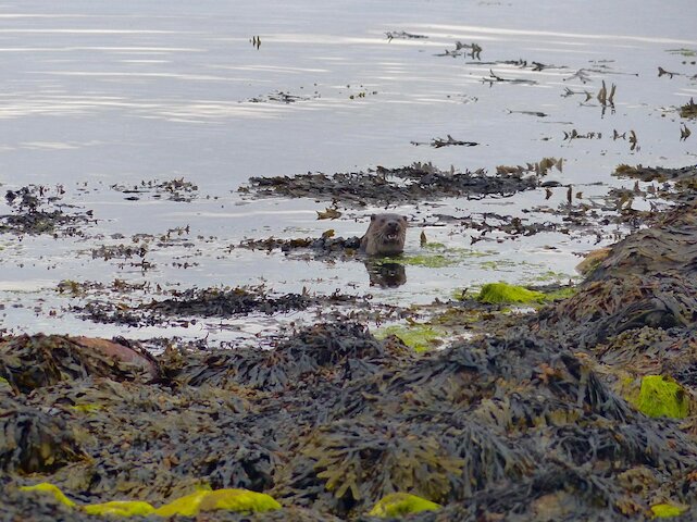 Please replace previous otter picture with this one