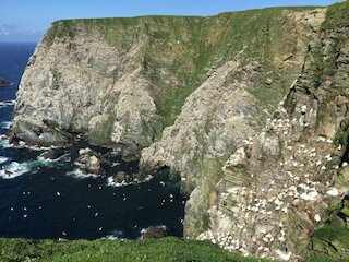 Enjoy the spectacle and noise of the gannet colonies close by Enjoy the spectacle and noise of the gannet colonies close by