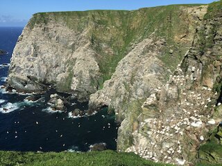 Enjoy the spectacle and noise of the gannet colonies close by