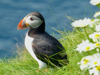 Puffin at Hermaness Unst
