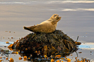 Seals, dolphins and whales are seen regularly close to North Booth Seals, dolphins and whales are seen regularly close to North Booth