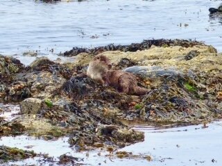 Unst is home to many otters walking the coastline is often rewarded by sightings at close range.