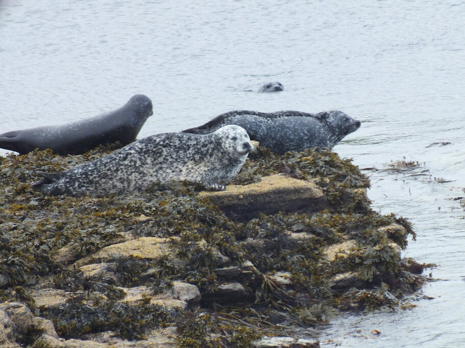 Coastal waters nearby Seals