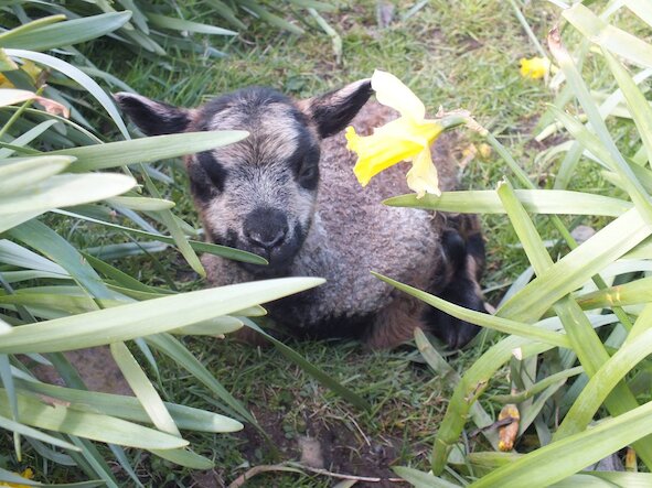 Why not meet the sheep, when you are here? Shetland Lamb
