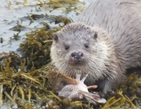 An Otter enjoying his lunch! Otter