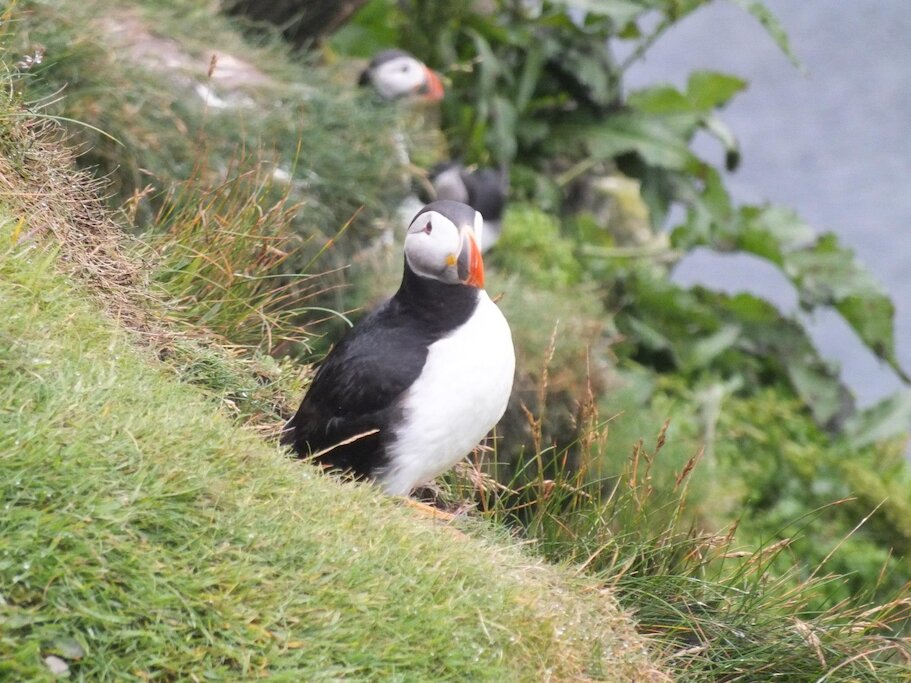 Don't forget to look out for these! Puffin