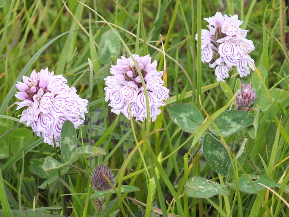 Literally on your doorstep! Spotted Orchid
