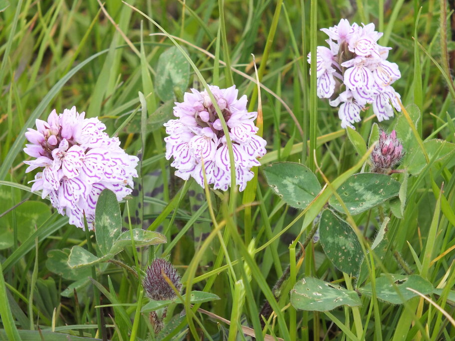 Literally on your doorstep! Spotted Orchid