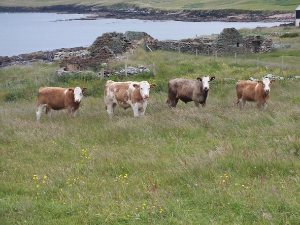 Breathtaking views Cattle on the Croft